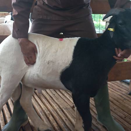 Domba Cross Dorper 2