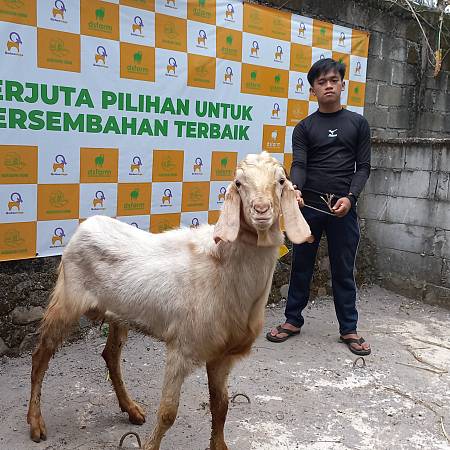 Kambing 1